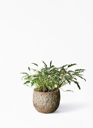観葉植物 クッカバラ 6号 Coral Pot (コーラルポット)  ホワイト 付き