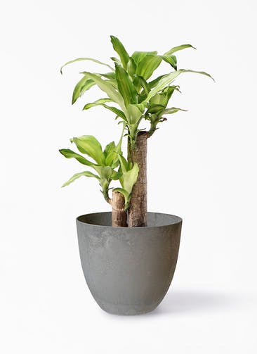 観葉植物 ドラセナ 幸福の木 6号 ノーマル アートストーン ボーラカバー  サンドストーン 付き
