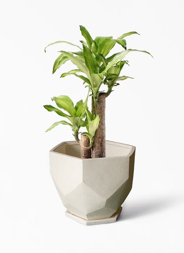 観葉植物 ドラセナ 幸福の木 6号 ノーマル Ceramic(セラミック) Ceramic Pot (セラミック)  付き