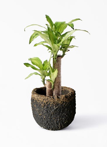 観葉植物 ドラセナ 幸福の木 6号 ノーマル Coral Pot (コーラルポット)  ブラック 付き