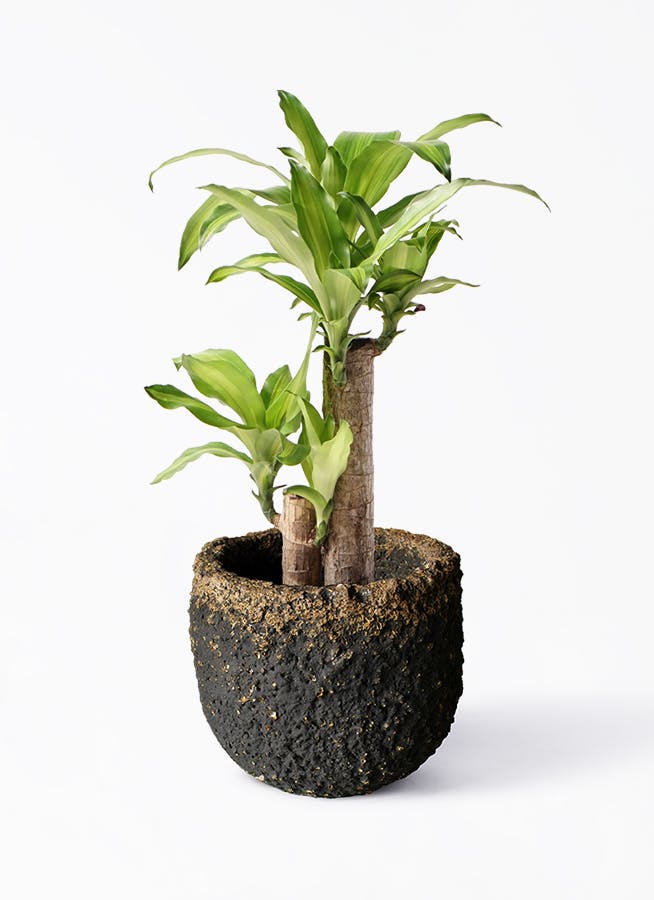 ドラセナ 幸福の木 6号 | 観葉植物＆花のギフト - HitoHana（ひとはな）