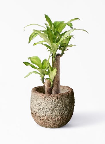 観葉植物 ドラセナ 幸福の木 6号 ノーマル Coral Pot (コーラルポット)  ホワイト 付き