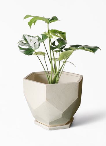 観葉植物 モンステラ 6号 ボサ造り Ceramic(セラミック) Ceramic Pot (セラミック)  付き