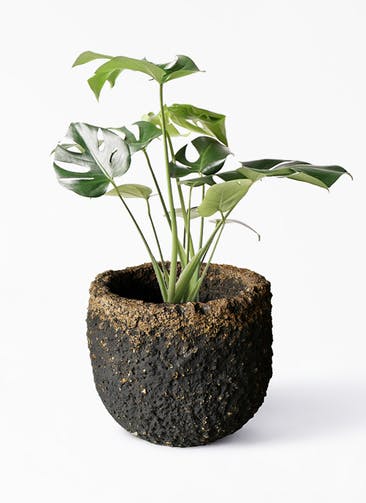 観葉植物 モンステラ 6号 ボサ造り Coral Pot (コーラルポット)  ブラック 付き