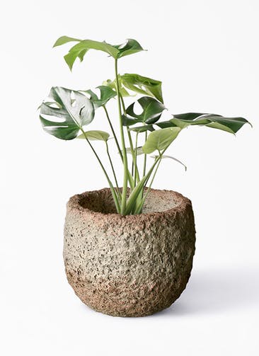 観葉植物 モンステラ 6号 ボサ造り Coral Pot (コーラルポット)  ホワイト 付き