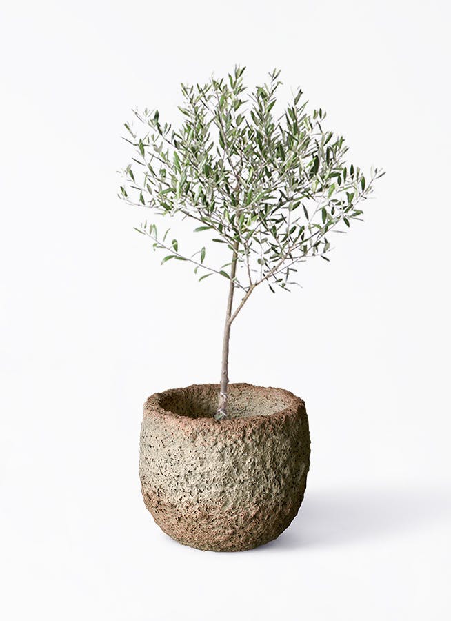 オリーブの木 6号 | 観葉植物 | 送料無料でお届け - Hitohana（ひとはな）