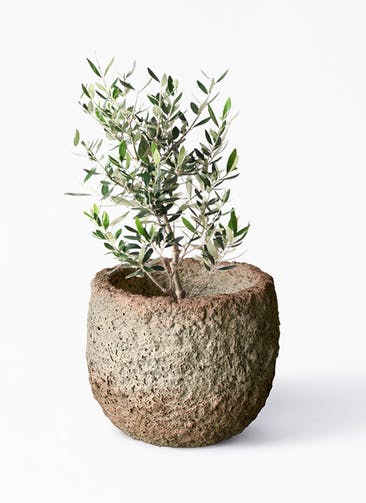 観葉植物 オリーブの木 6号 コロネイキ Coral Pot (コーラルポット)  ホワイト 付き