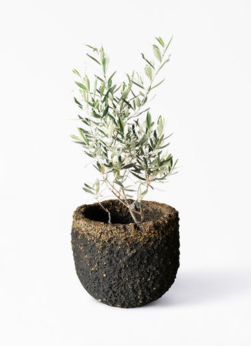 観葉植物 オリーブの木 6号 チプレッシーノ Coral Pot (コーラルポット)  ブラック 付き