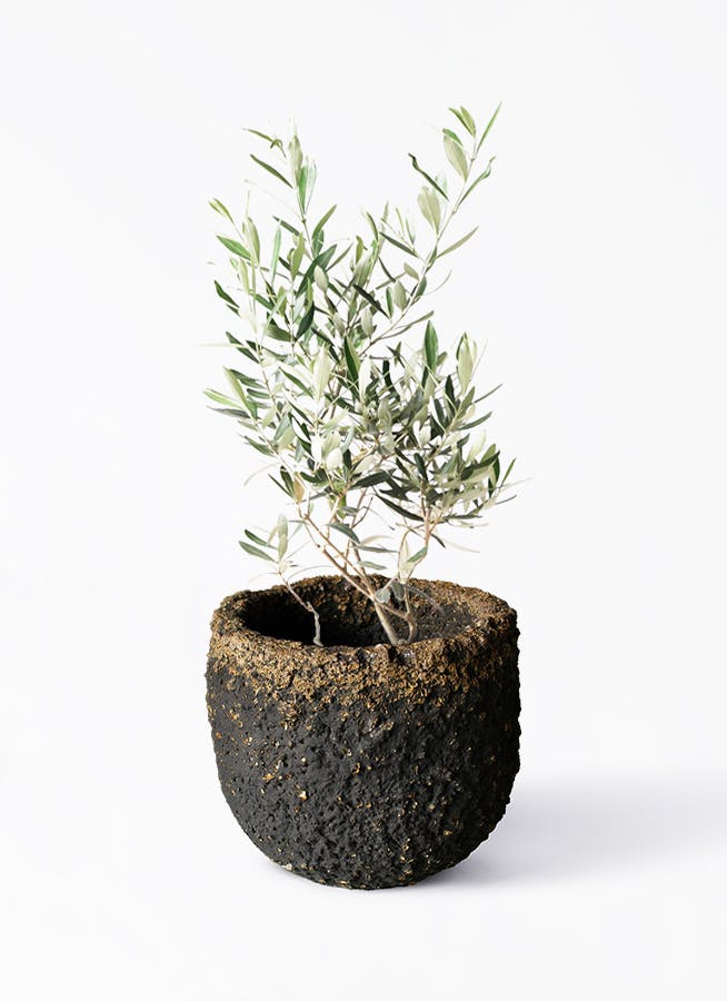 オリーブの木 6号 | 観葉植物 | 送料無料でお届け - Hitohana（ひとはな）