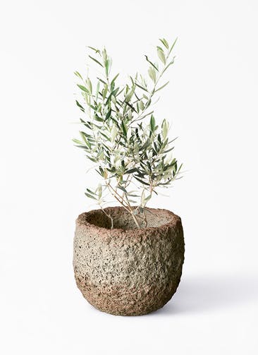 観葉植物 オリーブの木 6号 チプレッシーノ Coral Pot (コーラルポット)  ホワイト 付き