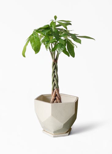 観葉植物 パキラ 6号 ねじり Ceramic(セラミック) Ceramic Pot (セラミック)  付き