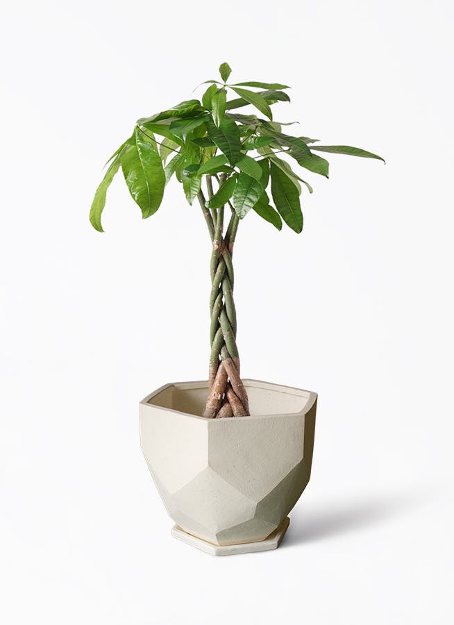 観葉植物 パキラ 6号 ねじり Ceramic(セラミック) 付き | 観葉