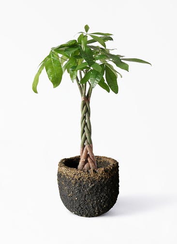 観葉植物 パキラ 6号 ねじり Coral Pot (コーラルポット)  ブラック 付き