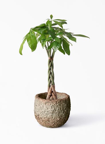 観葉植物 パキラ 6号 ねじり Coral Pot (コーラルポット)  ホワイト 付き