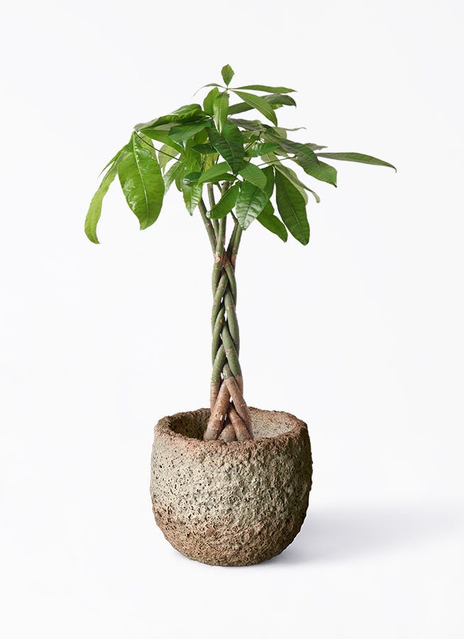 観葉植物 パキラ 6号 ねじり Coral Pot (コーラルポット) ホワイト 付き | 観葉植物ならHitoHana(ひとはな)