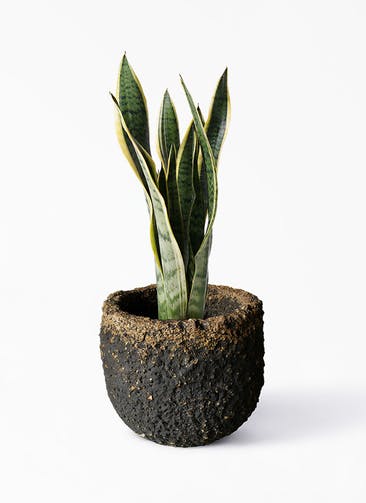 観葉植物 サンスベリア 6号 トラノオ Coral Pot (コーラルポット)  ブラック 付き
