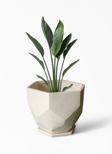 観葉植物 ストレリチア レギネ 6号 Ceramic(セラミック) Ceramic Pot (セラミック)  付き