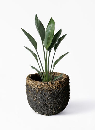 観葉植物 ストレリチア レギネ 6号 Coral Pot (コーラルポット)  ブラック 付き