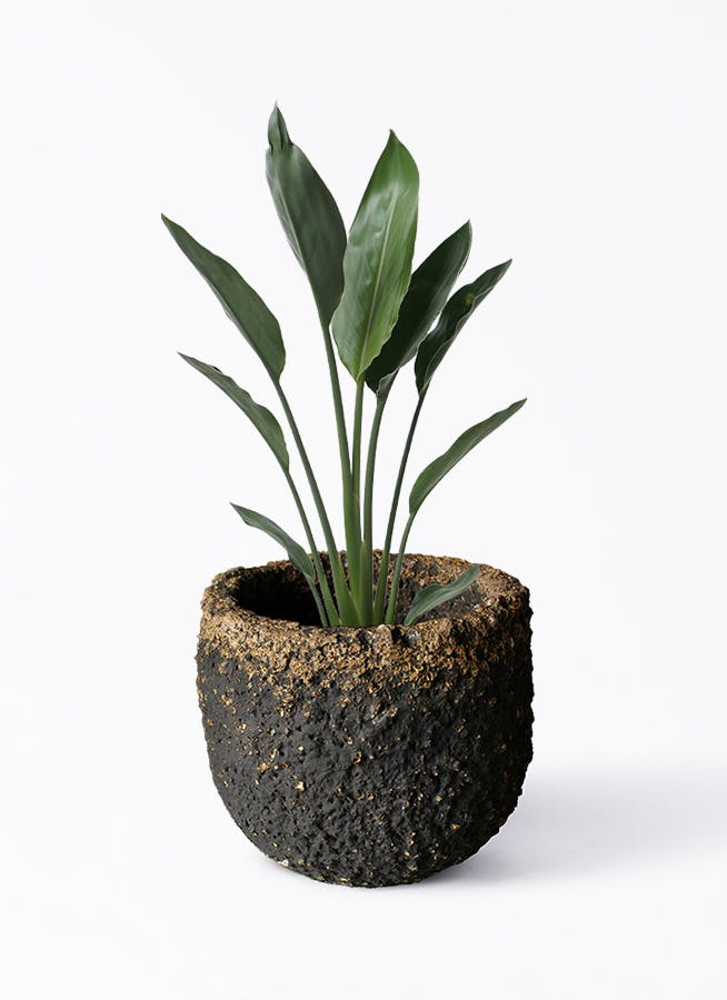 観葉植物 ストレリチア レギネ 6号 Coral Pot (コーラルポット 