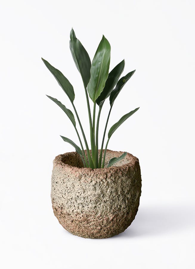 観葉植物 ストレリチア レギネ 6号 Coral Pot (コーラルポット ...