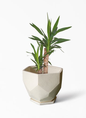 観葉植物 ユッカ 6号 ノーマル Ceramic(セラミック) Ceramic Pot (セラミック)  付き