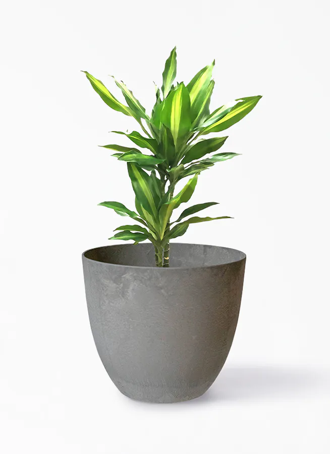 観葉植物 ドラセナ ジェレ 6号 アートストーン ボーラカバー サンドストーン 付き 観葉植物ならhitohana ひとはな