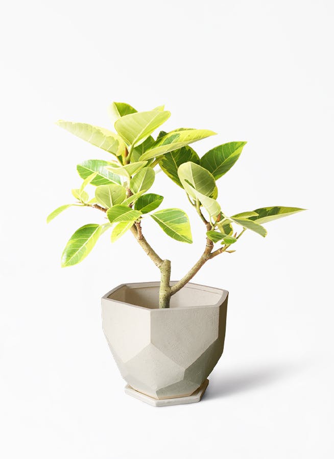 観葉植物 フィカス アルテシーマ 6号 ストレート Ceramic(セラミック) Ceramic Pot (セラミック)  付き