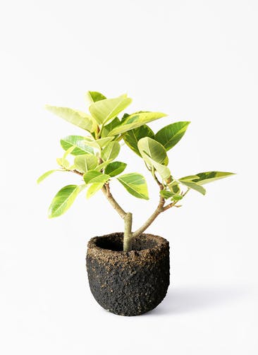 観葉植物 フィカス アルテシーマ 6号 ストレート Coral Pot (コーラルポット)  ブラック 付き
