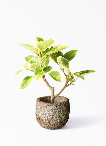 観葉植物 フィカス アルテシーマ 6号 ストレート Coral Pot (コーラルポット)  ホワイト 付き