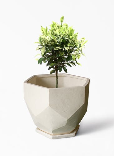 観葉植物 フィカス ベンジャミン ゴールデンスポット 6号 Ceramic(セラミック) Ceramic Pot (セラミック)  付き