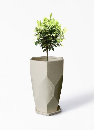 観葉植物 フィカス ベンジャミン ゴールデンスポット 6号 Ceramic(セラミック) Ceramic Pot (セラミック) トールタイプ 付き