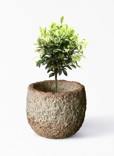 観葉植物 フィカス ベンジャミン ゴールデンスポット 6号 Coral Pot (コーラルポット)  ホワイト 付き