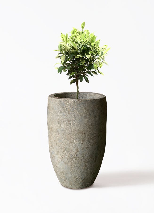 ベンジャミン  30年もの フィカス ベンジャミン 6号 | 観葉植物 | インテリアやギフトに