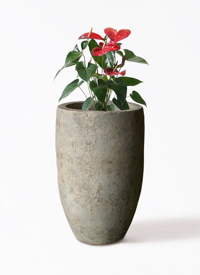 アンスリウム 6号 | 観葉植物 | 送料無料でお届け - Hitohana（ひとはな）