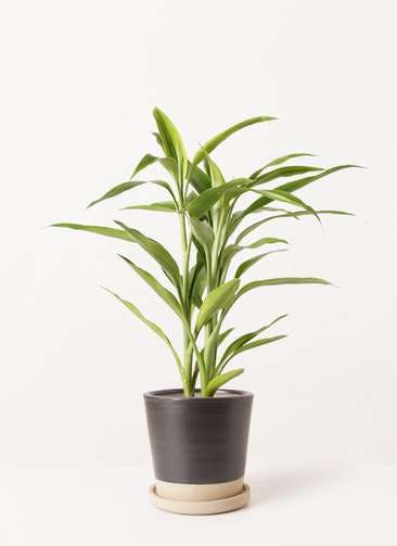 観葉植物 ドラセナ サンデリアーナ ゴールド 4号 Mat Glaze Terracotta(マット グレーズ テラコッタ) ブラック 植え替えキット付き