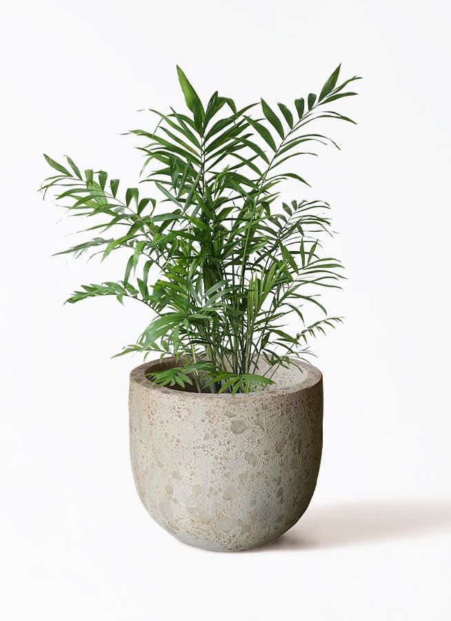 テーブルヤシ | 観葉植物の通販ならHitoHana（ひとはな）