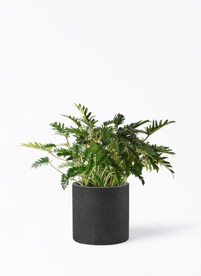 ト*シ様 ✨オークション形式です✨フィロデンドロン　クッカバラ　幹上がり　観葉植 フィロデンドロン：クッカバラ（幹上がり） 6号鉢植え25-01 の