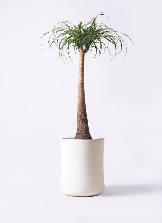 観葉植物 ユーカリ 8号 ポポラス（ポリアンセモス） バスク