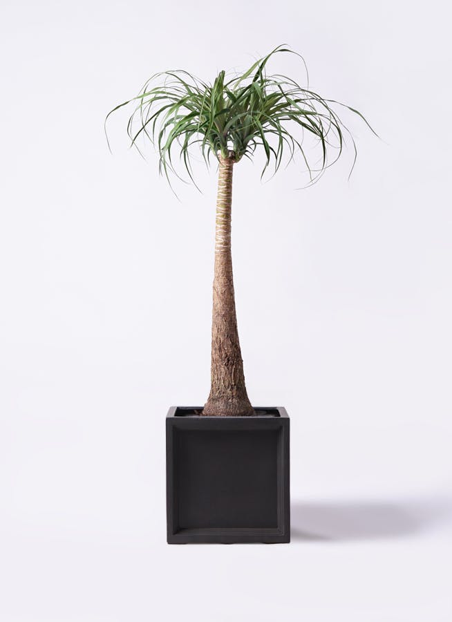 観葉植物 トックリラン ポニーテール 8号 ブリティッシュキューブ 付き