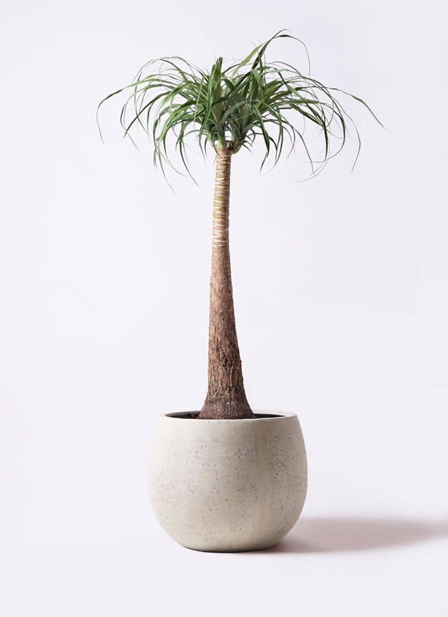 観葉植物 トックリラン ポニーテール 8号 テラニアス ローバルーン