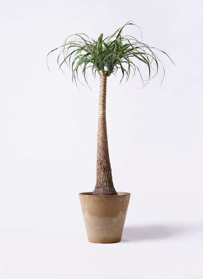 観葉植物 トックリラン ポニーテール 8号 アートストーン ラウンド ベージュ 付き 観葉植物ならhitohana ひとはな 観葉植物 トックリラン ポニーテール 8号 アートストーン ラウンド ベージュ 付き 観葉植物ならhitohana ひとはな