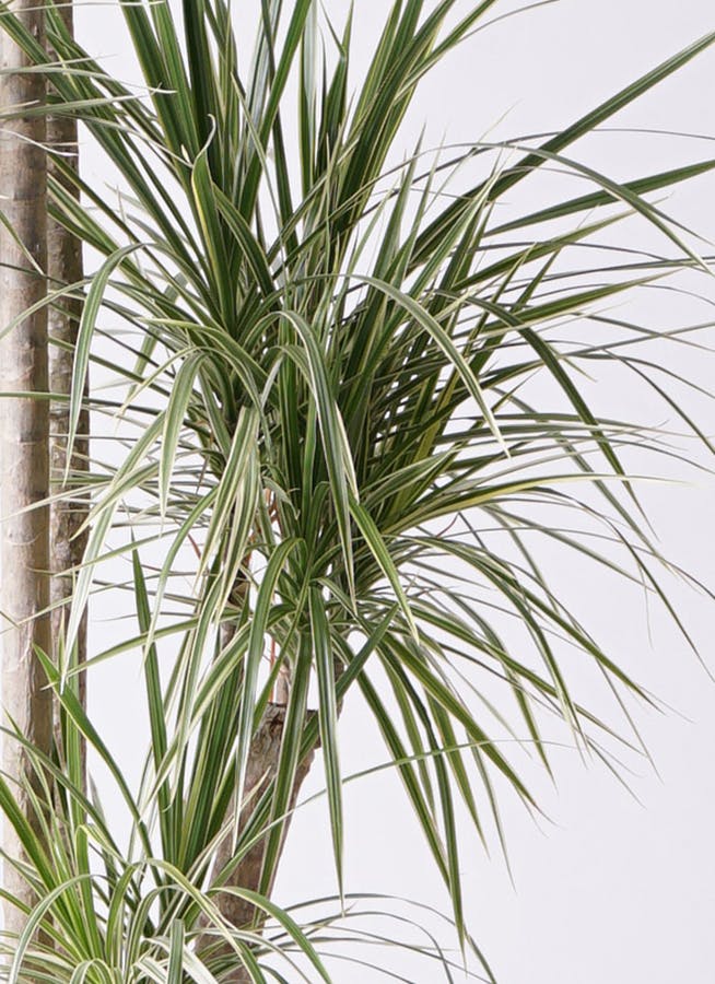 観葉植物 コンシンネ ホワイポリー 10号 ストレート プラスチック鉢