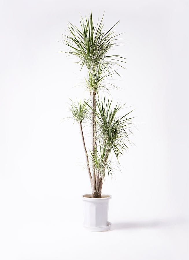観葉植物  植木鉢  オシャレ  ホワイト  ドラセナコンシンネ  ストレチア 観葉植物 コンシンネ ホワイポリー 10号 ストレート プラスチック鉢