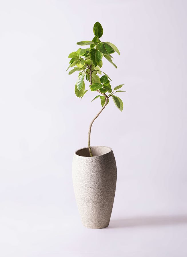 フィカス・アルテシーマ 8号 145cm - 植物/観葉植物