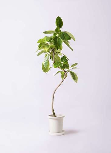 観葉植物 フィカス アルテシーマ 8号 曲り プラスチック鉢