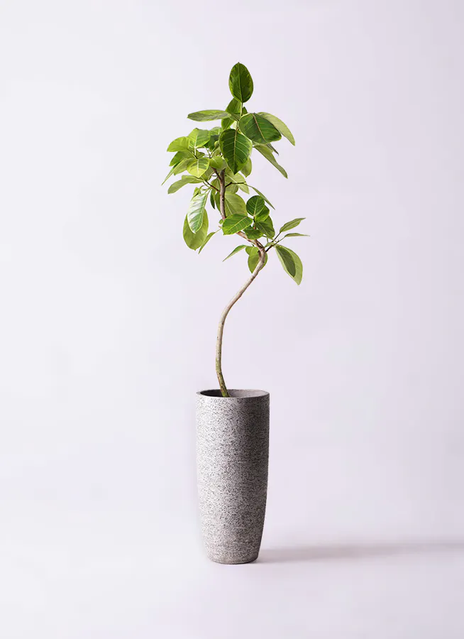 フィカス アルテシマ 8号 いかつい 144cm S-shaped tree form