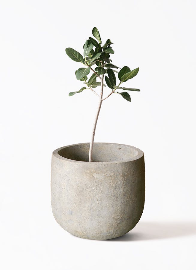 観葉植物 フィカス ベンガレンシス 8号 ストレート Sheer Pot (シアー