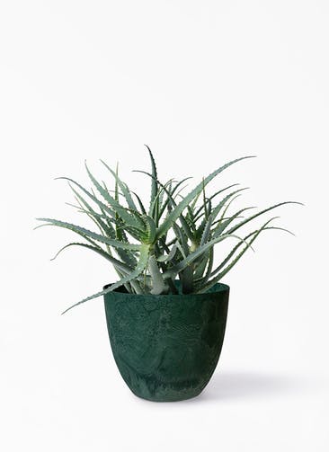 観葉植物 キダチアロエ 8号プラスチック鉢 アートストーン ボーラカバー  グリーン 付き