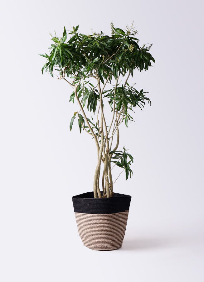 ドラセナ ソング オブ ジャマイカ 10号 | 観葉植物 | インテリアや 