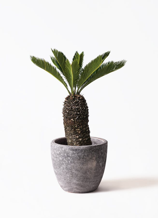 ソテツ 8号 | 観葉植物 | インテリアやギフトに - Hitohana（ひとはな）